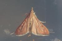 Antigastra catalaunalis