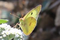 Colias alfacariensis