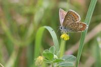 Polyommatus icarus