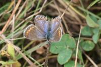Polyommatus icarus