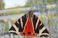Euplagia quadripunctaria