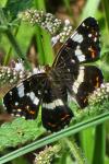 Araschnia levana