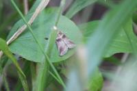 Acrobasis