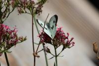 Pieris brassicae