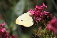 Pieris rapae