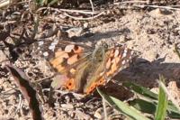 Vanessa cardui
