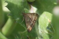 Pyrausta despicata