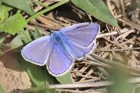 Polyommatus icarus