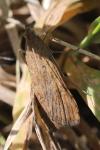 Nomophila noctuella