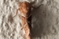 Triodia sylvina