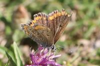 Aricia agestis