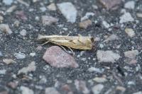 Agriphila geniculea