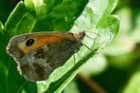 Pyronia tithonus