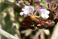 Pyrausta aurata