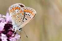 Polyommatus icarus