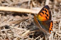 Lycaena phlaeas