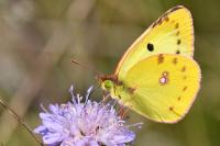 Colias alfacariensis