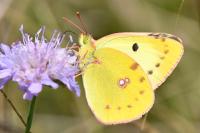 Colias alfacariensis