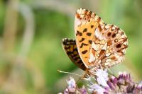 Boloria dia