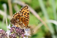 Boloria dia