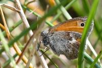 Coenonympha pamphilus