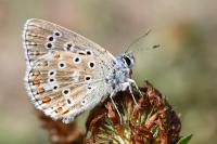 Lysandra bellargus
