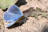 Lysandra bellargus