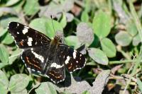 Araschnia levana