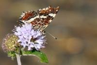 Araschnia levana