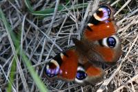 Aglais io