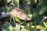 Nomophila noctuella