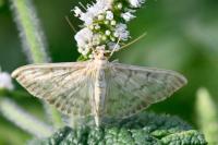 Patania ruralis
