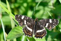 Araschnia levana
