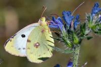 Colias alfacariensis
