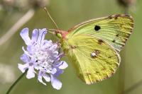 Colias alfacariensis