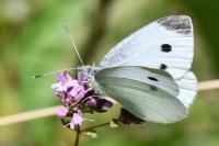Pieris rapae