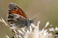 Coenonympha pamphilus