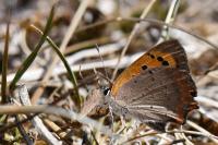 Lycaena phlaeas