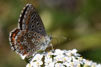 Lysandra bellargus
