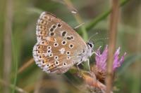 Lysandra bellargus