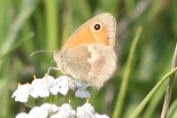 Coenonympha pamphilus