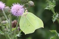 Gonepteryx rhamni