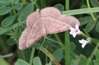 Scopula rubiginata