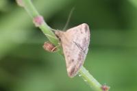 Pyrausta despicata
