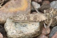 Nomophila noctuella