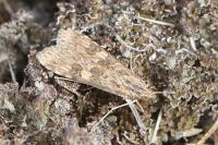 Nomophila noctuella