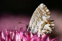 Cacyreus marshalli
