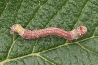 Biston betularia
