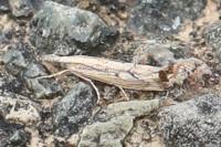 Agriphila geniculea