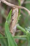 Agriphila geniculea